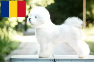 Read more about the article Bichon Frisé Züchter und Welpen in Rumänien