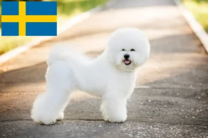 Read more about the article Bichon Frisé Züchter und Welpen in Schweden