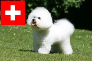 Read more about the article Bichon Frisé Züchter und Welpen in der Schweiz