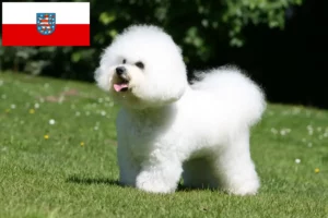 Read more about the article Bichon Frisé Züchter und Welpen in Thüringen