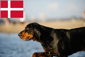 Read more about the article Black and Tan Coonhound Züchter und Welpen in Dänemark