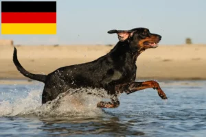 Read more about the article Black and Tan Coonhound Züchter und Welpen in Deutschland