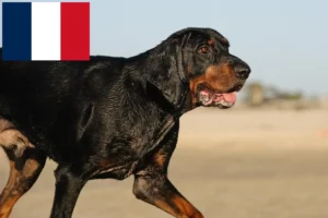 Read more about the article Black and Tan Coonhound Züchter und Welpen in Frankreich