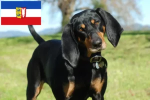 Read more about the article Black and Tan Coonhound Züchter und Welpen in Schleswig-Holstein