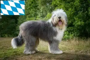 Read more about the article Bobtail Züchter und Welpen in Bayern