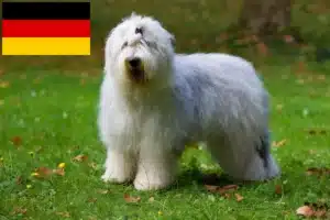 Read more about the article Bobtail Züchter und Welpen in Deutschland