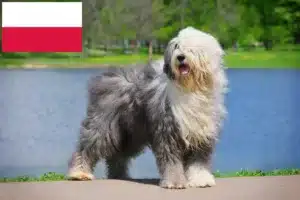 Read more about the article Bobtail Züchter und Welpen in Polen