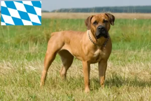 Read more about the article Boerboel Züchter und Welpen in Bayern