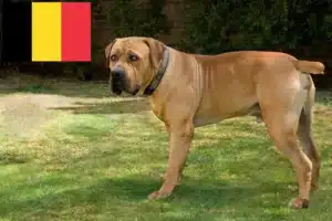 Read more about the article Boerboel Züchter und Welpen in Belgien