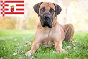 Read more about the article Boerboel Züchter und Welpen in Bremen