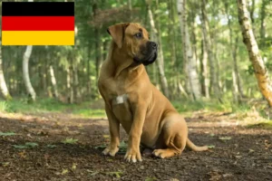 Read more about the article Boerboel Züchter und Welpen in Deutschland