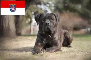 Read more about the article Boerboel Züchter und Welpen in Hessen