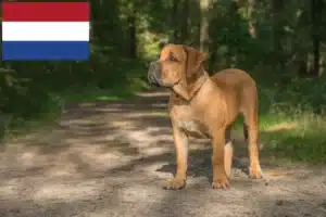 Read more about the article Boerboel Züchter und Welpen in den Niederlanden