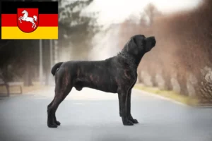 Read more about the article Boerboel Züchter und Welpen in Niedersachsen