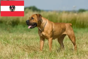 Read more about the article Boerboel Züchter und Welpen in Österreich