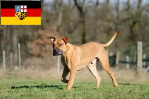 Read more about the article Boerboel Züchter und Welpen im Saarland