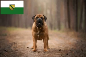 Read more about the article Boerboel Züchter und Welpen in Sachsen