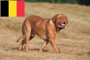 Read more about the article Bordeauxdogge Züchter und Welpen in Belgien