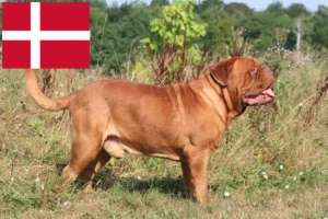 Read more about the article Bordeauxdogge Züchter und Welpen in Dänemark