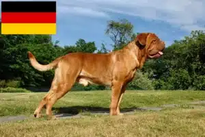 Read more about the article Bordeauxdogge Züchter und Welpen in Deutschland