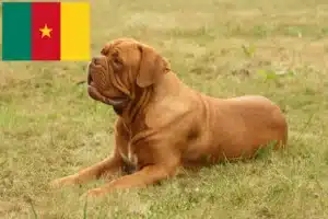 Read more about the article Bordeauxdogge Züchter und Welpen in Kamerun