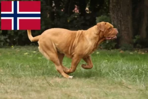 Read more about the article Bordeauxdogge Züchter und Welpen in Norwegen