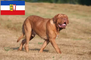 Read more about the article Bordeauxdogge Züchter und Welpen in Schleswig-Holstein