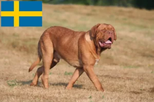 Read more about the article Bordeauxdogge Züchter und Welpen in Schweden