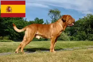 Read more about the article Bordeauxdogge Züchter und Welpen in Spanien