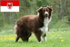 Read more about the article Border Collie Züchter und Welpen in Brandenburg