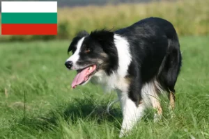 Read more about the article Border Collie Züchter und Welpen in Bulgarien