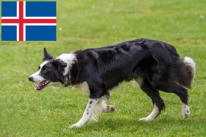 Read more about the article Border Collie Züchter und Welpen auf Island