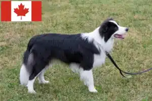 Read more about the article Border Collie Züchter und Welpen in Kanada