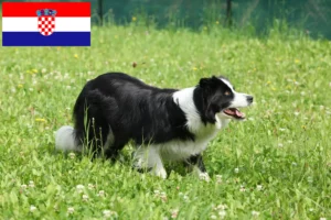 Read more about the article Border Collie Züchter und Welpen in Kroatien