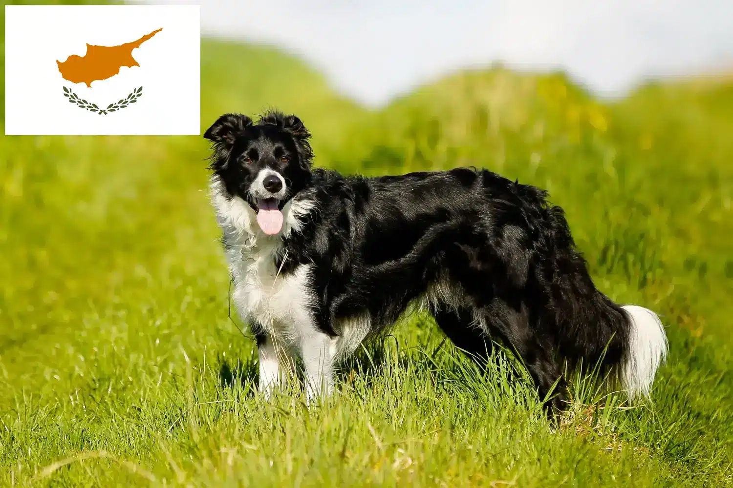 Border Collie Welpen und Züchter Republik Zypern Hier findest Du Border Collies Züchter auf Zypern.