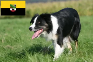 Read more about the article Border Collie Züchter und Welpen in Sachsen-Anhalt