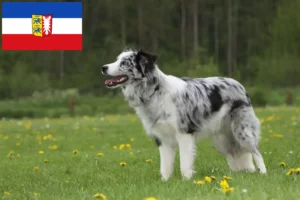 Read more about the article Border Collie Züchter und Welpen in Schleswig-Holstein