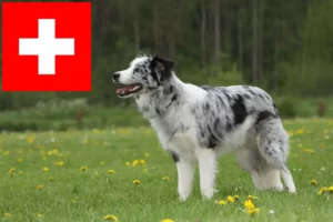 Read more about the article Border Collie Züchter und Welpen in der Schweiz