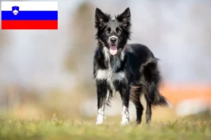 Read more about the article Border Collie Züchter und Welpen in Slowenien