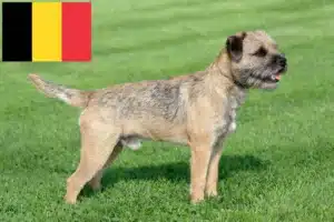 Read more about the article Border Terrier Züchter und Welpen in Belgien