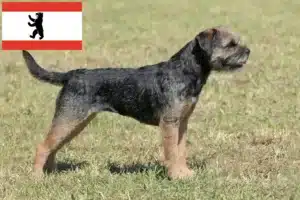 Read more about the article Border Terrier Züchter und Welpen in Berlin