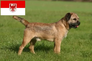 Read more about the article Border Terrier Züchter und Welpen in Brandenburg