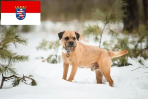 Read more about the article Border Terrier Züchter und Welpen in Hessen