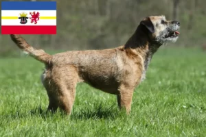 Read more about the article Border Terrier Züchter und Welpen in Mecklenburg-Vorpommern