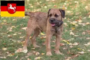 Read more about the article Border Terrier Züchter und Welpen in Niedersachsen