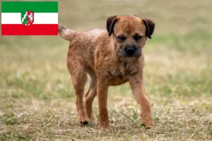 Read more about the article Border Terrier Züchter und Welpen in Nordrhein-Westfalen