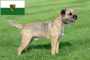 Read more about the article Border Terrier Züchter und Welpen in Sachsen