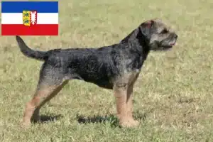 Read more about the article Border Terrier Züchter und Welpen in Schleswig-Holstein