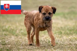 Read more about the article Border Terrier Züchter und Welpen in der Slowakei