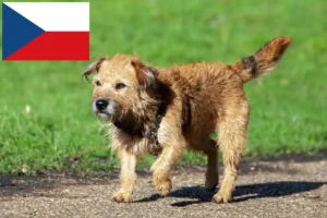 Read more about the article Border Terrier Züchter und Welpen in Tschechien